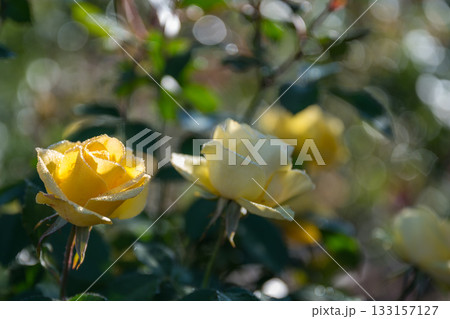 晴天の青空に咲き誇るバラの花の風景 133157127