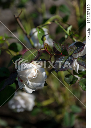 晴天の青空に咲き誇るバラの花の風景 133157130