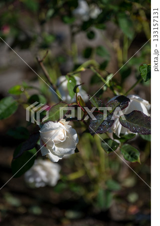 晴天の青空に咲き誇るバラの花の風景 133157131