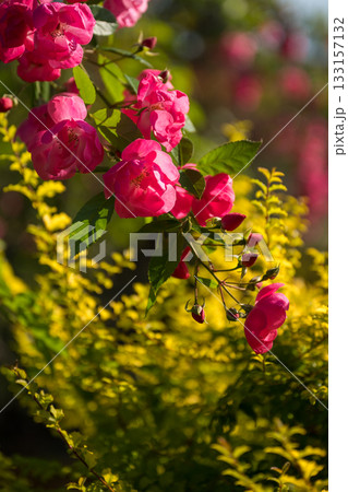 晴天の青空に咲き誇るバラの花の風景 133157132