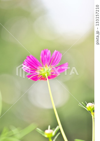 秋を彩る綺麗なピンクのコスモスの花 秋を彩る綺麗なピンクのコスモスの花 133157210