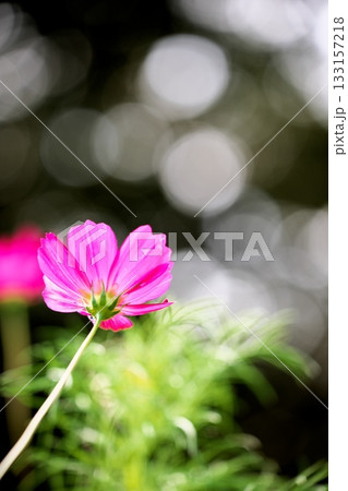秋を彩る綺麗なピンクのコスモスの花 秋を彩る綺麗なピンクのコスモスの花 133157218