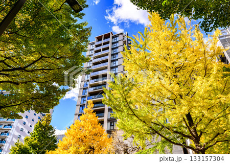 仙台 上杉山(かみすぎやま)通 秋 仙台 上杉山(かみすぎやま)通 秋 133157304