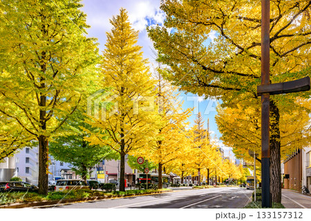 仙台 上杉山(かみすぎやま)通 秋 133157312