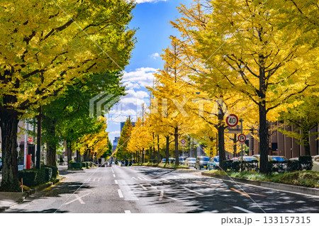 仙台 上杉山(かみすぎやま)通 秋 133157315