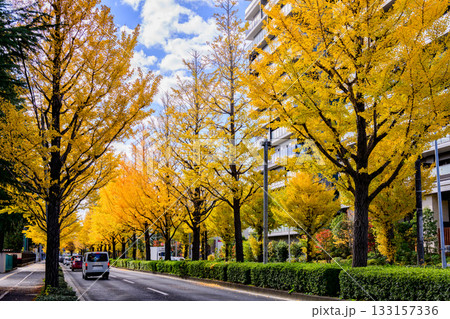 仙台 上杉山(かみすぎやま)通 秋 133157336