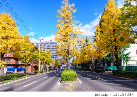仙台 上杉山(かみすぎやま)通 秋 仙台 上杉山(かみすぎやま)通 秋 133157337