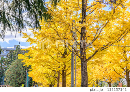 仙台 上杉山(かみすぎやま)通 秋 仙台 上杉山(かみすぎやま)通 秋 133157341