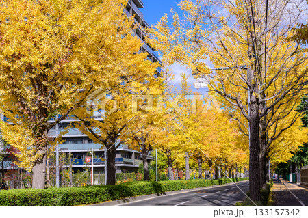 仙台 上杉山(かみすぎやま)通 秋 仙台 上杉山(かみすぎやま)通 秋 133157342