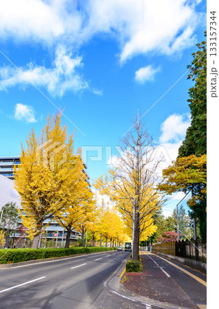 仙台 上杉山(かみすぎやま)通 秋 133157344