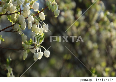 晴れの日に咲く満開のドウダンツツジ 133157417