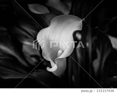 モノクロームの世界～シンプルフラワ～ 133157436