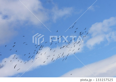 鳶の集団(2025.11.3) 新上武大橋を越えて「木枯し1号」吹きすさぶ西の空に向かって飛翔 鳶の集団(2025.11.3) 新上武大橋を越えて「木枯し1号」吹きすさぶ西の空に向かって飛翔 133157525