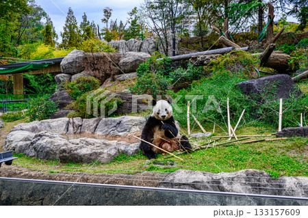 上野動物園　パンダの森　パンダ　シャオシャオ　令和7年11月現在 133157609