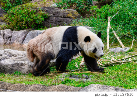 上野動物園 パンダの森 パンダ シャオシャオ 令和7年11月現在 上野動物園 パンダの森 パンダ シャオシャオ 令和7年11月現在 133157610