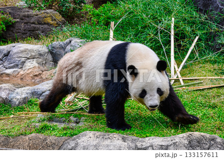 上野動物園 パンダの森 パンダ シャオシャオ 令和7年11月現在 上野動物園 パンダの森 パンダ シャオシャオ 令和7年11月現在 133157611