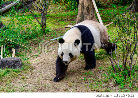 上野動物園　パンダの森　パンダ　シャオシャオ　令和7年11月現在 133157612