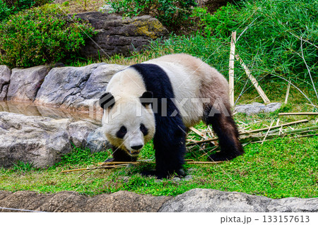 上野動物園　パンダの森　パンダ　シャオシャオ　令和7年11月現在 133157613
