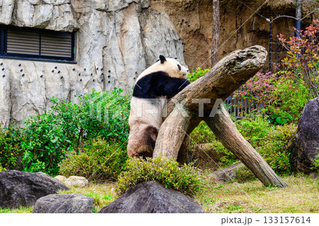 上野動物園　パンダの森　パンダ　シャオシャオ　令和7年11月現在 133157614