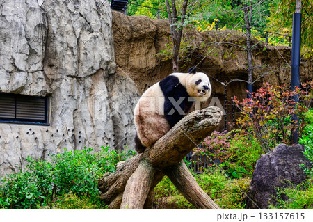 上野動物園　パンダの森　パンダ　シャオシャオ　令和7年11月現在 133157615
