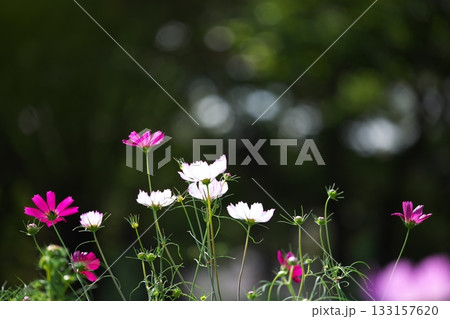 秋を彩るコスモスの花 133157620