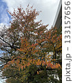 紅葉した木 133157656
