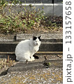 日陰で休む猫 133157658