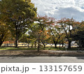 紅葉したケヤキの大木 133157659