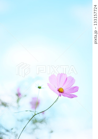 秋空と綺麗なコスモスの花 133157724