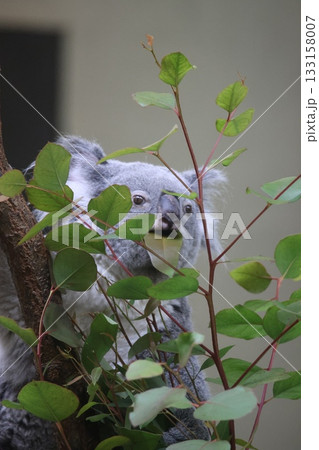 コアラ 133158007