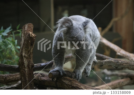 コアラ コアラ 133158009