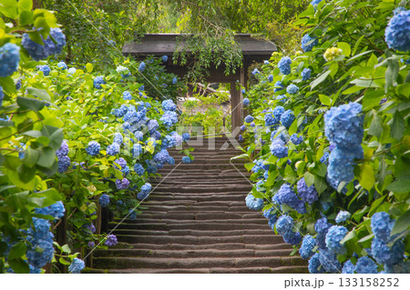 明月院　山門前の石段 133158252