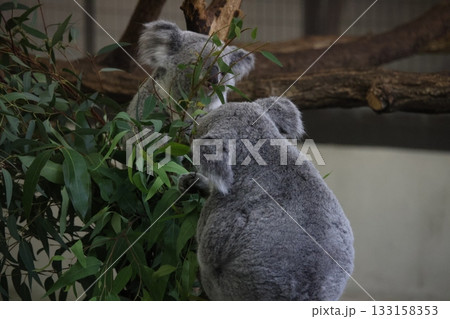 コアラ 133158353