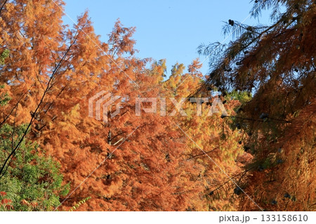 日本の秋の気配 133158610
