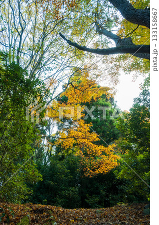 日本の瀬戸内海のとても美しい秋の風景 133158667