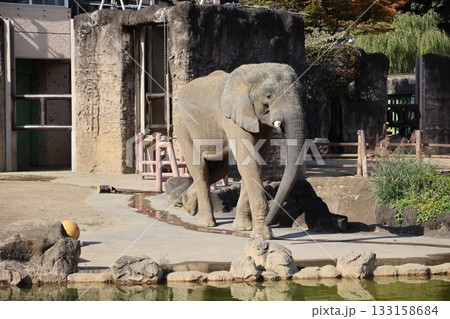 アフリカ象 133158684