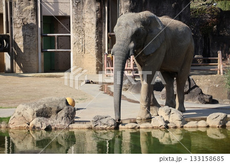 アフリカ象 133158685