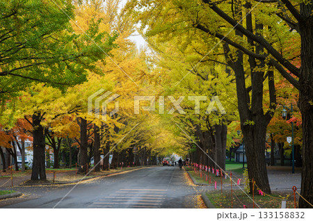 秋のトンネル、北大並木道 133158832