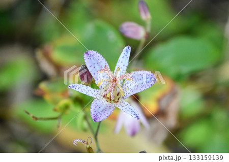 タイワンホトトギス Formosa toad-lily タイワンホトトギス Formosa toad-lily 133159139