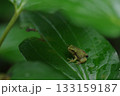 モリアオガエル 133159187