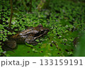 カエルちゃん 133159191