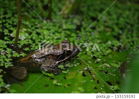 カエルちゃん 133159191
