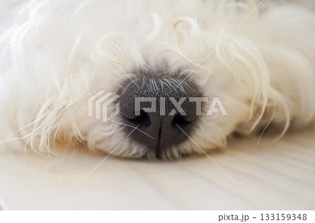 ビションフリーゼ子犬の黒い鼻アップとふわふわの白い毛 ビションフリーゼ子犬の黒い鼻アップとふわふわの白い毛 133159348