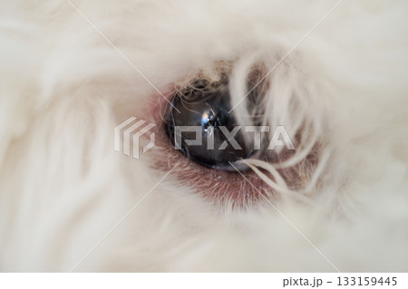 ビションフリーゼ子犬のうるうるした瞳クローズアップ ビションフリーゼ子犬のうるうるした瞳クローズアップ 133159445