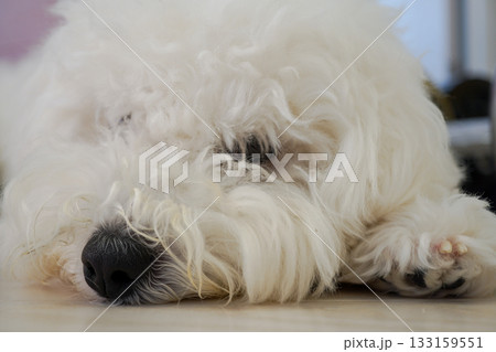 フローリングに寝転ぶビションフリーゼ子犬のふわふわポートレート 133159551