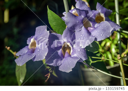 ローレルカズラ（ゲッカイカズラ） 【キツネノマゴ科】 133159745