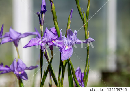 モレア・ポリスタキア【アヤメ科モラエア属】 133159746