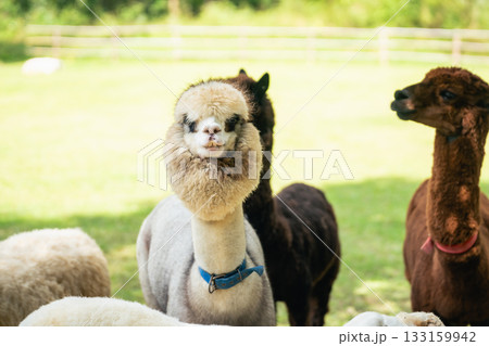Playful alpacas in a sunny field displaying unique fluffy coats and charming expressions, showcasing the beauty of nature and farm life in a serene setting 133159942