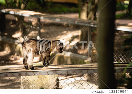 Sweet Baby Goat Walking on the Wooden Plank in a Sunny Zoo Environment Surrounded by Lush Greenery and Natural Elements 133159944