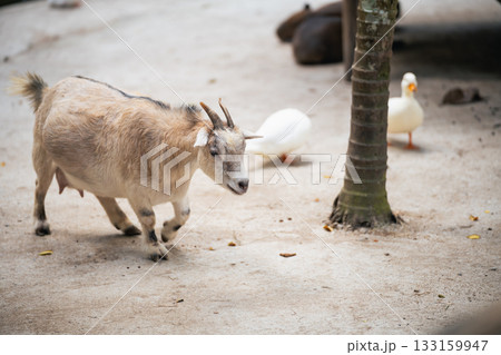 Domestic goat walking on a sandy ground with ducks in the background, peaceful farm setting with natural beauty and animal companionship 133159947